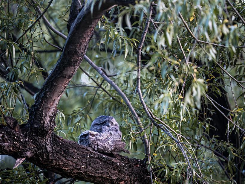Küken und Elternvogel sitzen entspannt an einem kühlen Frühlingsabend und genießen die letzten Sonnenstrahlen.