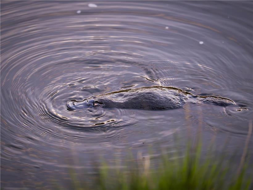 Schnabeltier schwimmt im klaren Wasser des Hobart Rivulet in Tasmanien, ideal zum Beobachten von Schnabeltieren.