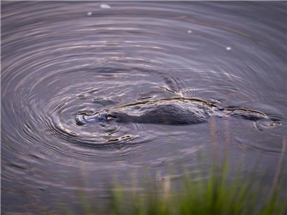Schnabeltier schwimmt im klaren Wasser des Hobart Rivulet in Tasmanien, ideal zum Beobachten von Schnabeltieren.