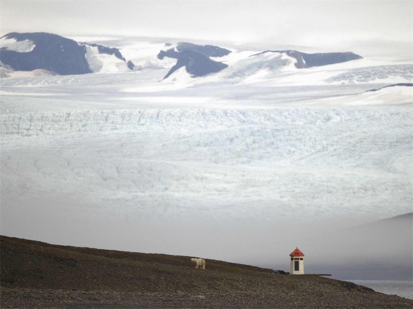 Ein hungriger Eisbär sucht auf Spitzbergen am Ufer nach Beute