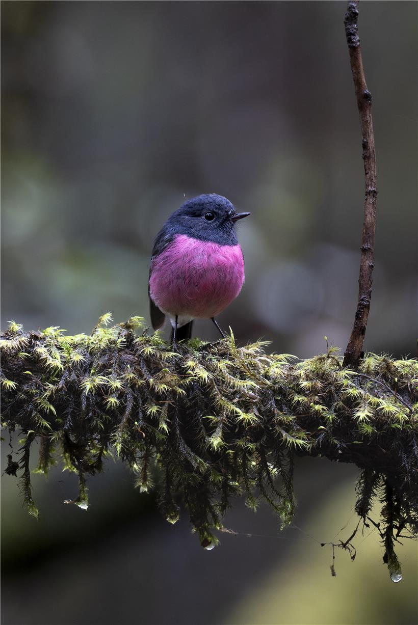 Männlicher Rosaschnäpper mit leuchtend pinker Brust sitzt auf Ast vor grünem Hintergrund