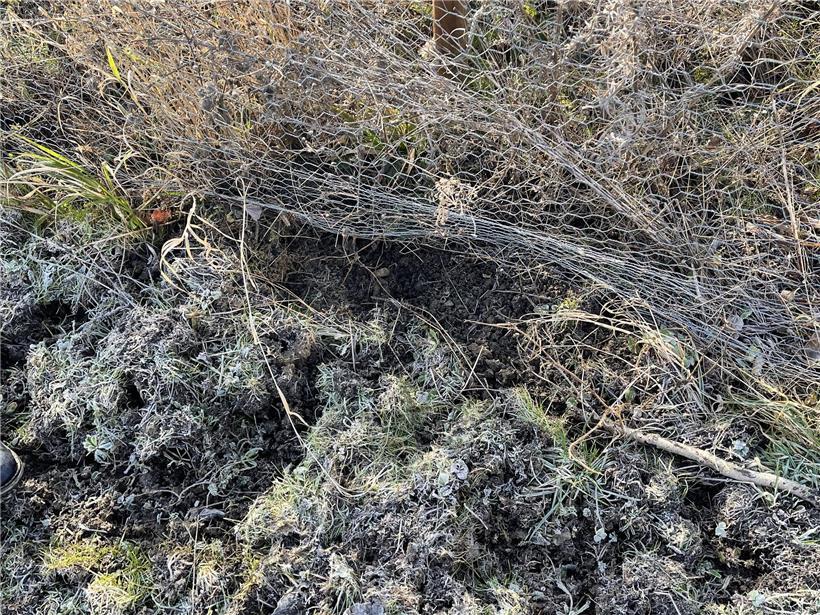 Schwacher Zaun, der ein Wildschwein nicht zurückhält, Wildschwein durchbricht Zaun im Wald