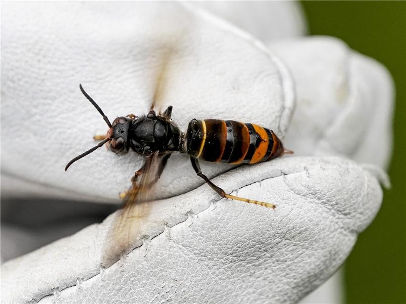 Asiatische Hornisse wird von Biologe mit Schutzhandschuh sicher gehalten, Nahaufnahme des Insekts zur Schädlingsbekämpfung