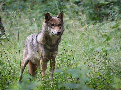 Weiblicher ausgewachsener Wolf steht aufmerksam in natürlichem Gehege im Waldgebiet