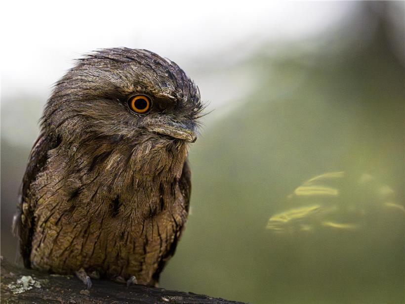 Erwachsener Eulenschwalm jagt bei Sonnenuntergang aktiv, um sein junges Küken im Nest zu füttern
