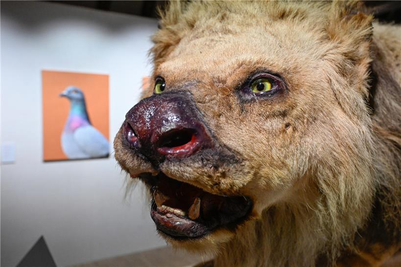 Zoolöwe Freddy erzählt seine Geschichte in animalEch – eindrucksvolles Porträt eines majestätischen Löwen.