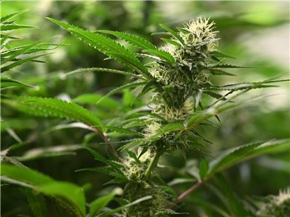 Medizinische Cannabisblüten knapp, Patienten warten auf Lieferung aufgrund Versorgungsmangel