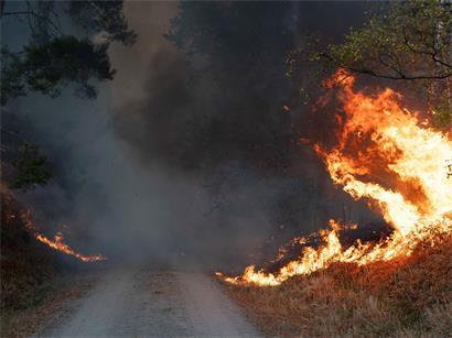 Flammen sind am Rand eines Waldwegs im Hürtgenwald zu sehen