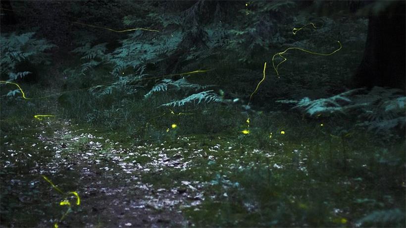 Luxemburgs Glühwürmchen leuchten wieder – doch ihre Lebensräume schwinden Glühwürmchen im Dunkeln bei langer Belichtungszeit fotografiert für leuchtende Lichtspuren in der Natur