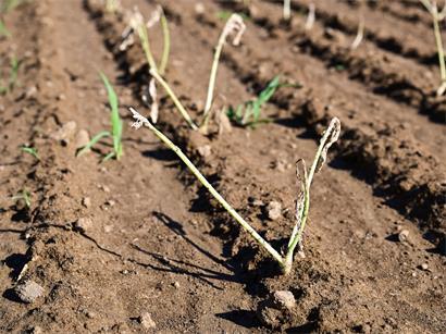 Ganz schön Dürre: Ein Feld bei Contern während der Hitzewelle