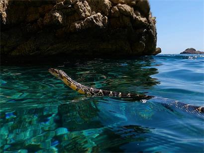 Hufeisennatter schlängelt sich entlang felsiger Küste von Ibiza im sonnigen Mittelmeerraum
