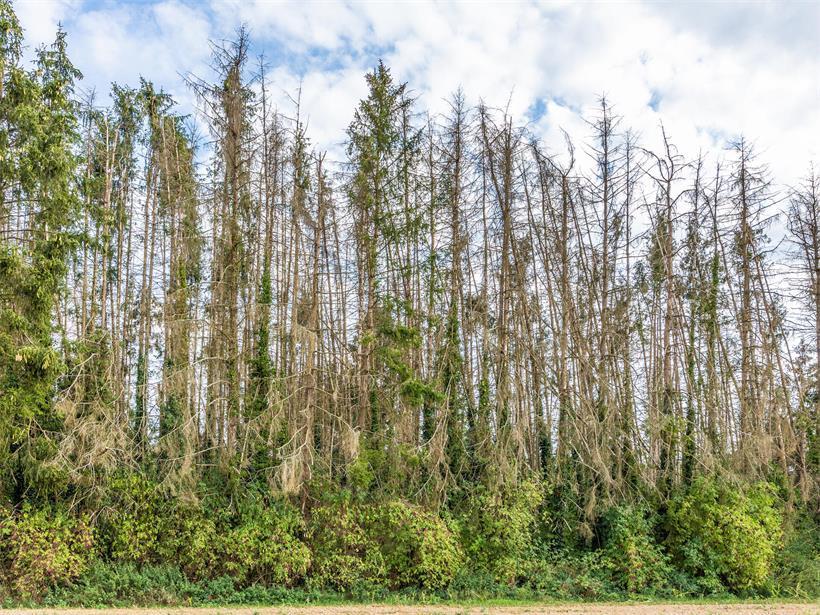 Im Wald können bestimmte Gefahren nicht ausgeschlossen werden