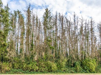Im Wald können bestimmte Gefahren nicht ausgeschlossen werden