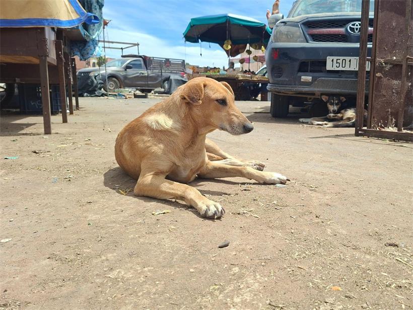 In Marokko leben viele Straßenhunde, die vor der WM 2030 laut Tierschützern systematisch umgebracht werden sollen