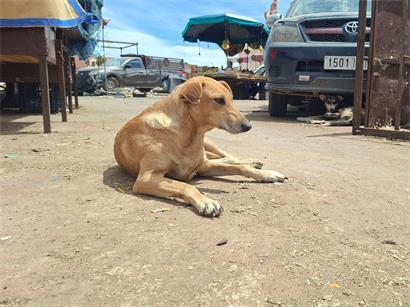 In Marokko leben viele Straßenhunde, die vor der WM 2030 laut Tierschützern systematisch umgebracht werden sollen