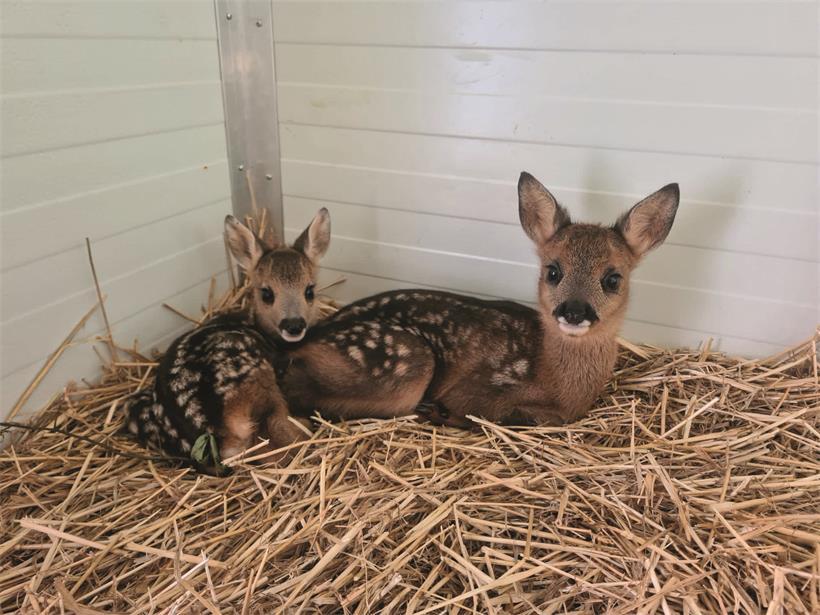 In der Pflegestation werden verletzte oder geschwächte Rehe behandelt, bis sie wieder ausgewildert werden können