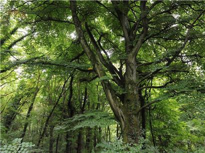 Junge Menschen diskutieren engagiert über Klimaschutz, Jugendklimabeauftragte als Stimme der jungen Generation