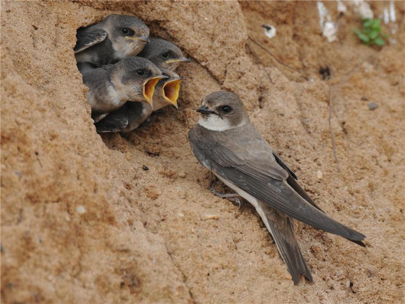 Junge Uferschwalben am Nesteingang werden von Elternvögeln gefüttert, Vogelbeobachtung am Flussufer