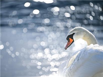 Wasservogelzählung in Luxemburg 2009 – internationale Vogelbeobachtung und Naturschutzprojekt