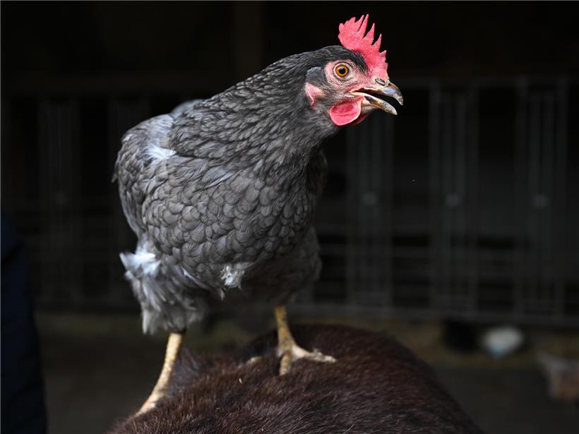 Schockierte Henne neben Glas mit milchähnlicher Flüssigkeit aus Eiern als ungewöhnliche Ei-Alternative