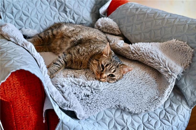 Katze Minou entspannt im Gemeinschaftsraum, ehemals streunend, jetzt geliebtes Haustier der Gemeinschaft