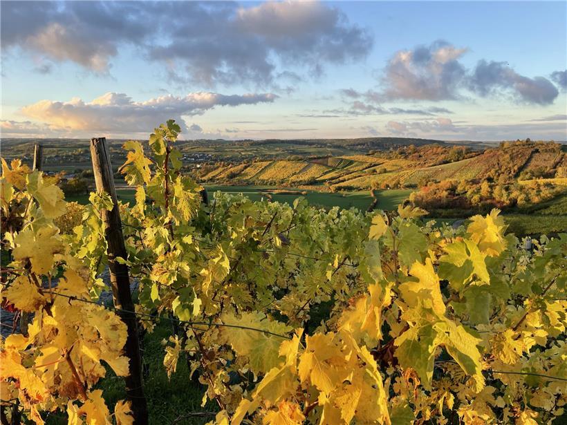 Weinberge an der Mosel mit Önotourismus-Erlebnis in malerischer Flusslandschaft