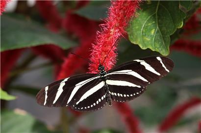 Wildstauden im Schmetterlingsgarten fördern Artenvielfalt und bieten Lebensraum für Schmetterlinge im eigenen Garten