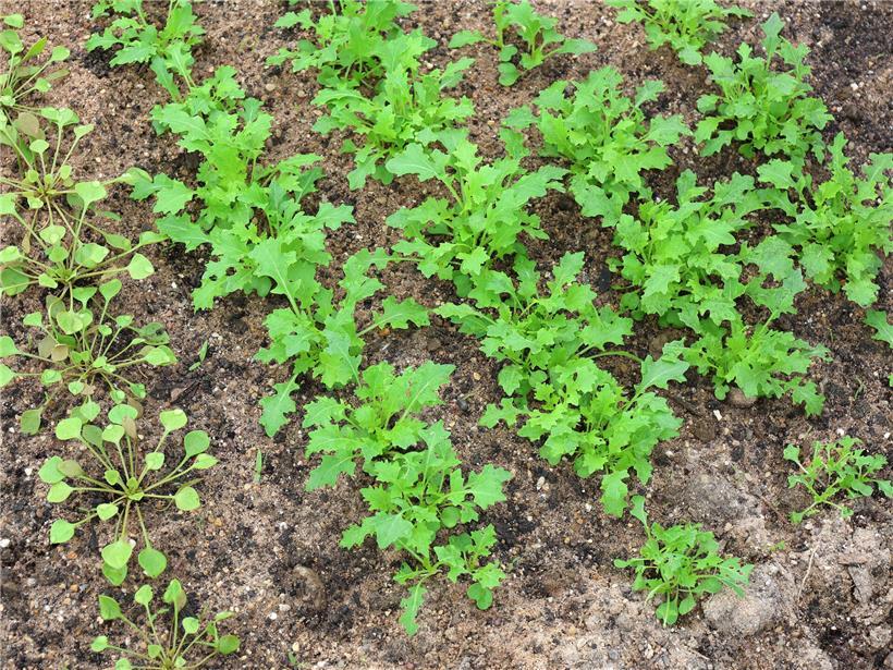 Erste positive Resultate auf einem Laptopbildschirm, Hoffnung auf Erfolg mit etwas Glück sichtbar