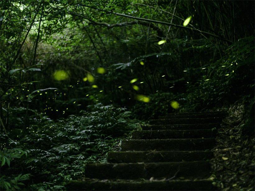 Glühwürmchen leuchten nachts im Juni in Luxemburgs Natur, faszinierendes Sommer-Naturschauspiel nach Einbruch der Dunkelheit