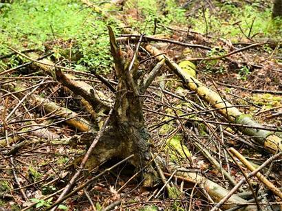 Nach dem ausbleibenden Regen der vergangenen Wochen ist die Vegetation in den Wäldern stellenweise leicht entflammbar