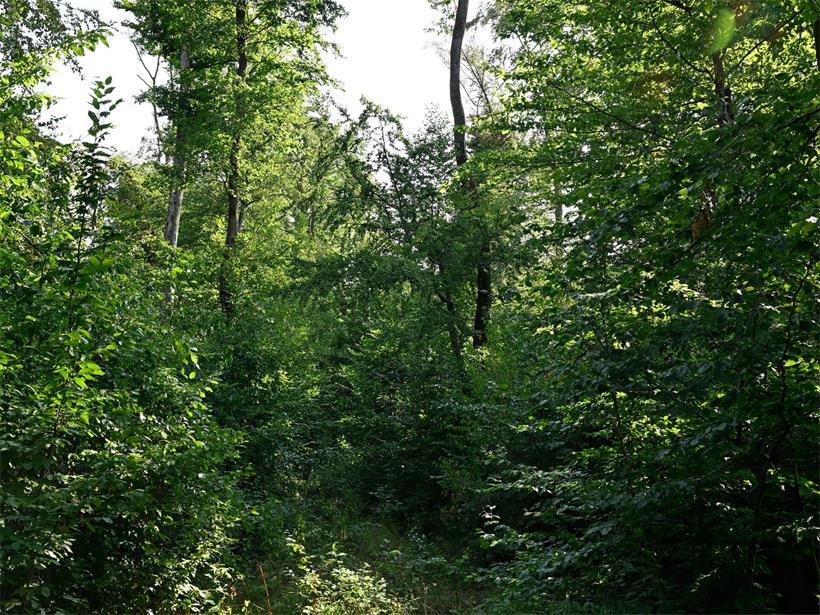 Welche Bäume mit Trockenheit und hohen Temperaturen besser zurechtkommen Nicht alle Baumarten sind gleich robust