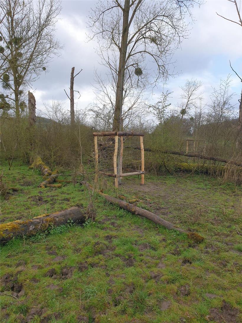 Junge Bäume mit Holzpfählen und Seilen zur Stabilisierung in einer grünen Landschaft im Frühling
