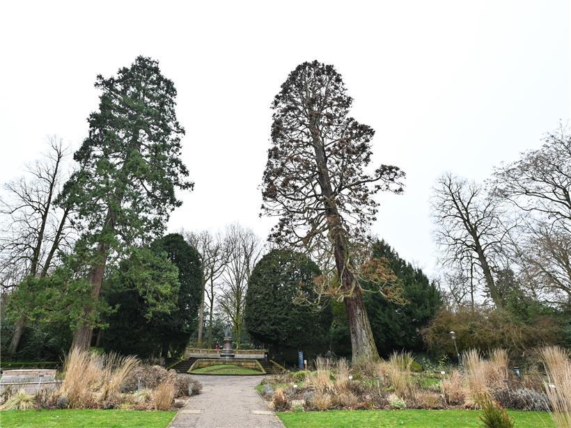 Noch stehen in der Oberstadt in der Nähe vom Monument von Prinzessin Amélie zwei Riesenmammutbäume, einer der beiden wird am Wochenende allerdings entfernt.