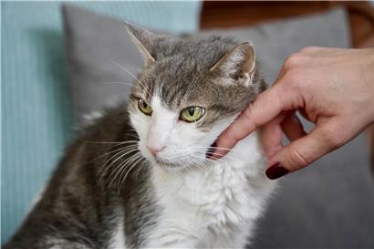 Nahaufnahme von zwei Menschen, die sich mit einem bewussten Augenkuss liebevoll verbinden, emotionale Bindung stärken