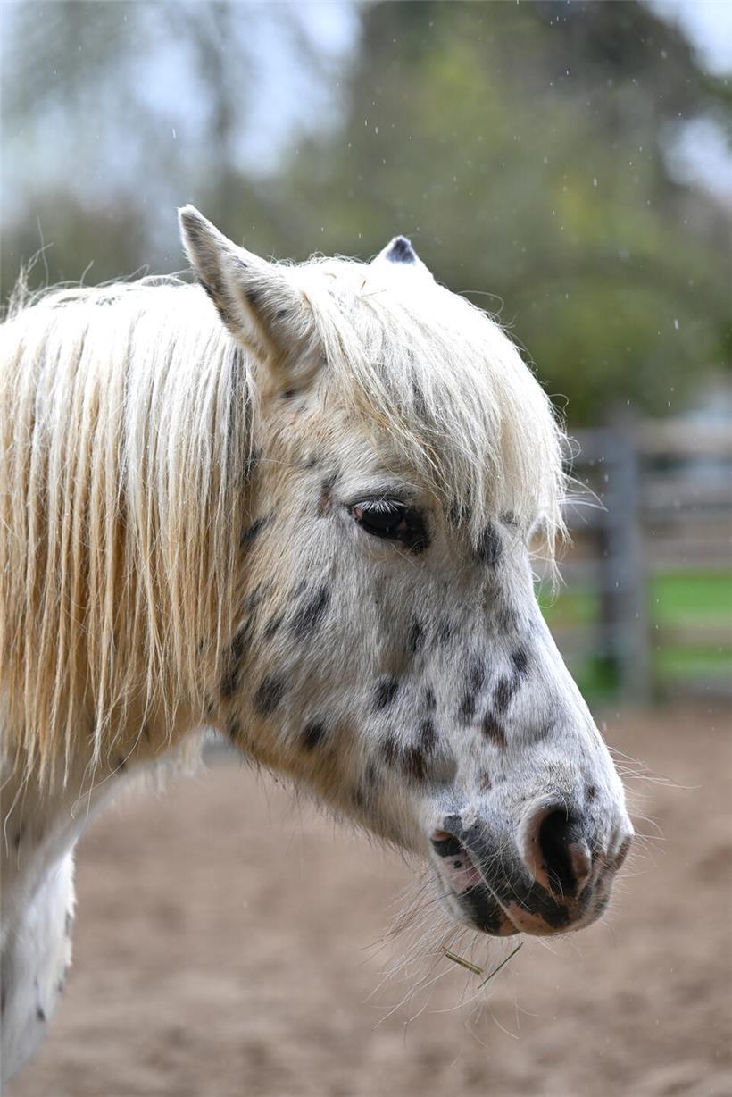 Pferde verschiedener Größen grasen am Ufer des Schallihaffs bei klarem Himmel und natürlicher Landschaft