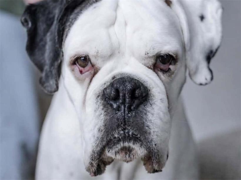 Platz 1: Michèle Pütz aus Düdelingen hat ein Foto von ihrem Boxer Iceman (9) gepostet und mehr als 250 Stimmen bekommen