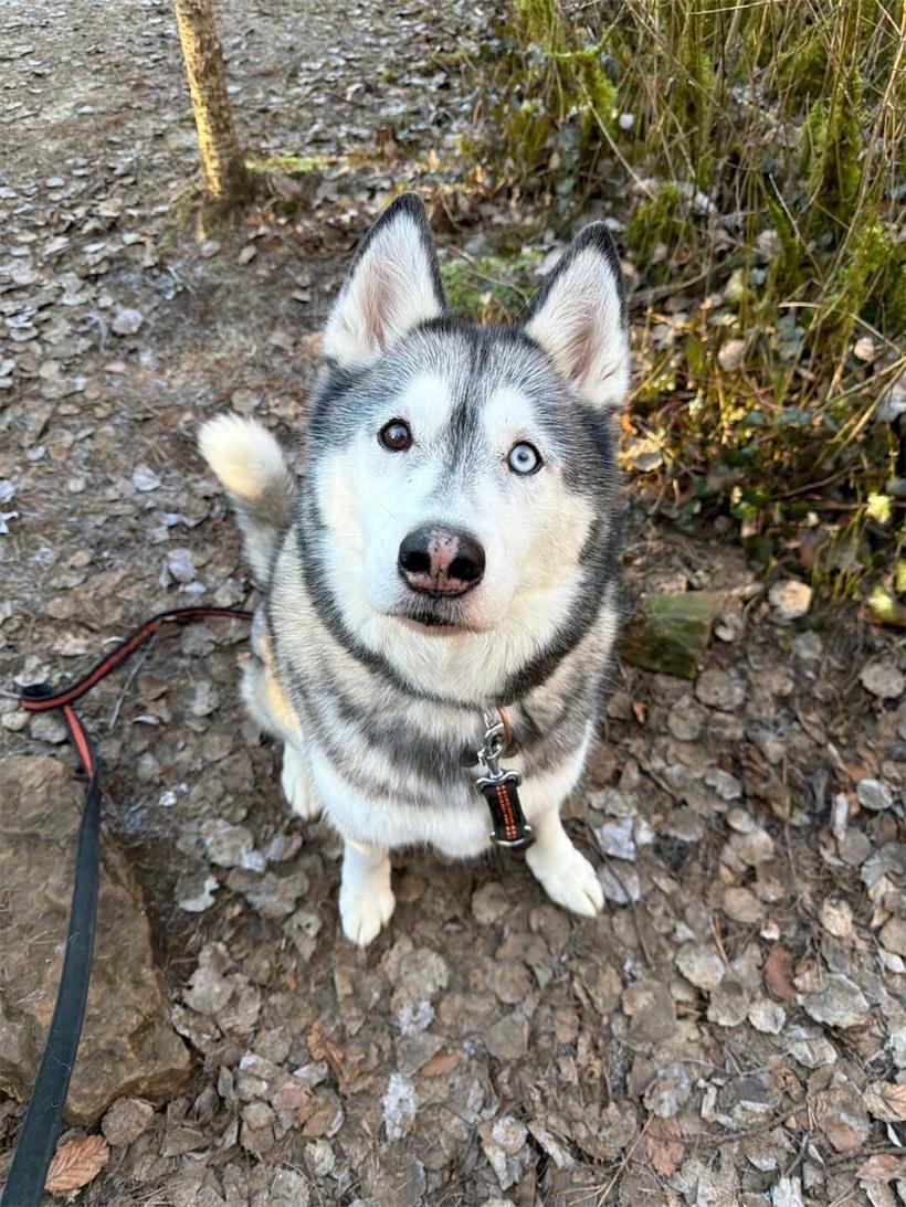 Ein Herz auf vier Pfoten: Tageblatt-Leser zeigen ihre Hunde