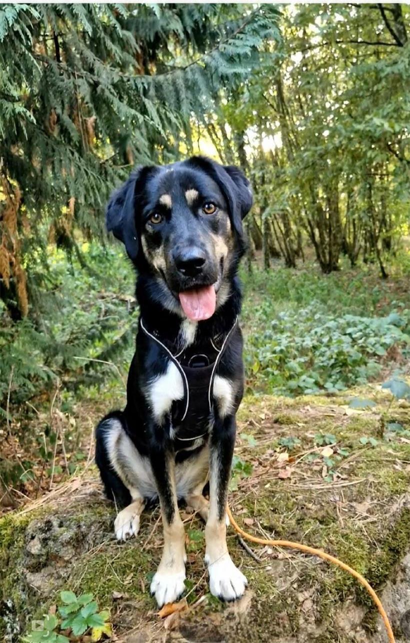 Ein Herz auf vier Pfoten: Tageblatt-Leser zeigen ihre Hunde