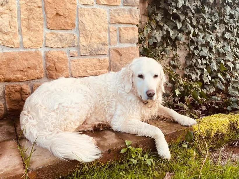 Ein Herz auf vier Pfoten: Tageblatt-Leser zeigen ihre Hunde