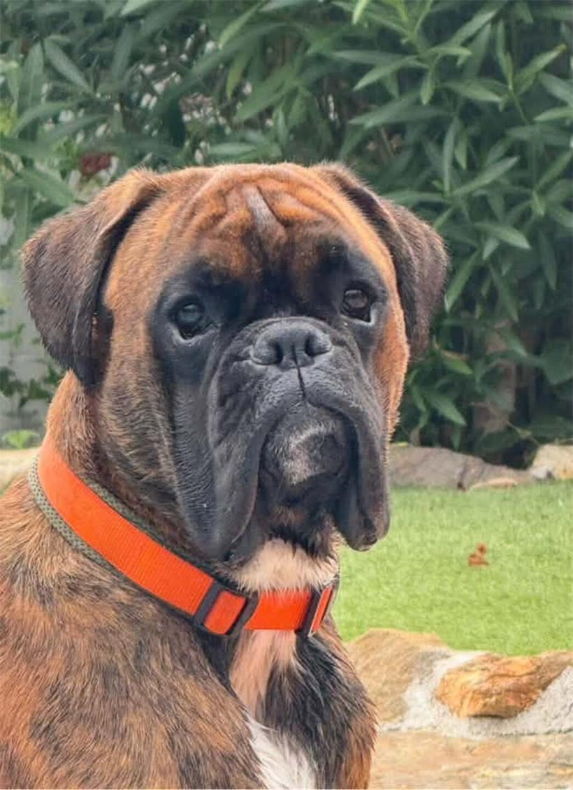 Ein Herz auf vier Pfoten: Tageblatt-Leser zeigen ihre Hunde