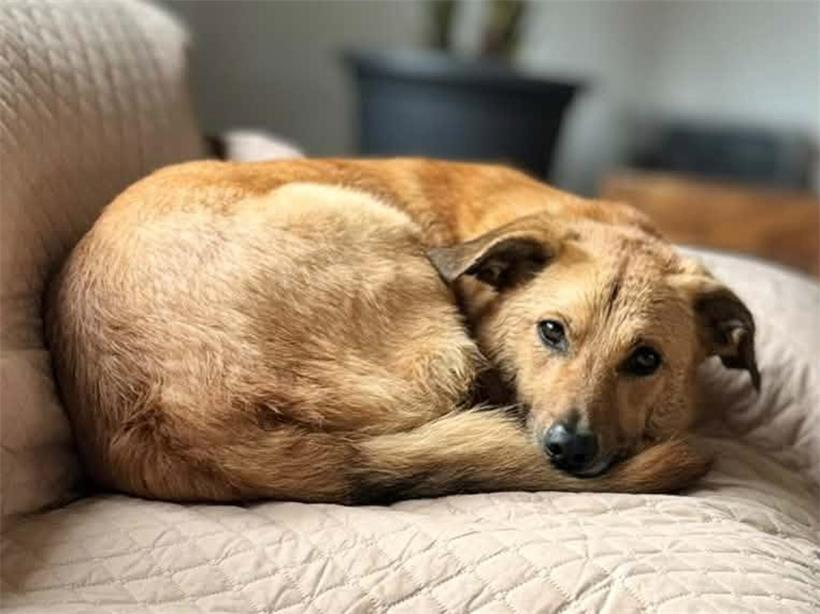 Ein Herz auf vier Pfoten: Tageblatt-Leser zeigen ihre Hunde