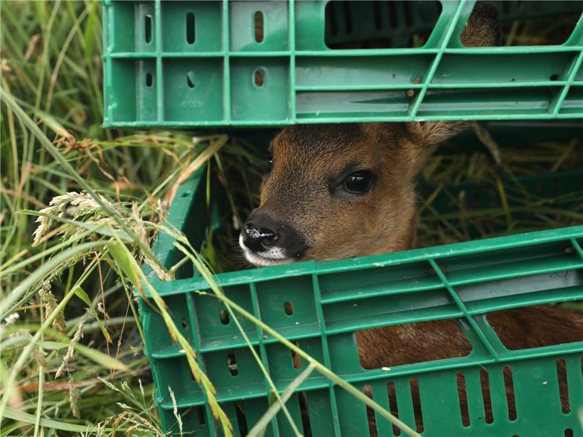 Rehkitze werden während Mäharbeiten auf Feld sanft in Sicherheit gebracht, um Wildtiere zu schützen.