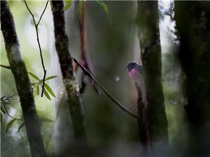 Rosaschnäpper im dichten tasmanischen Regenwald des Mount-Field-Nationalparks auf einem Ast sitzend