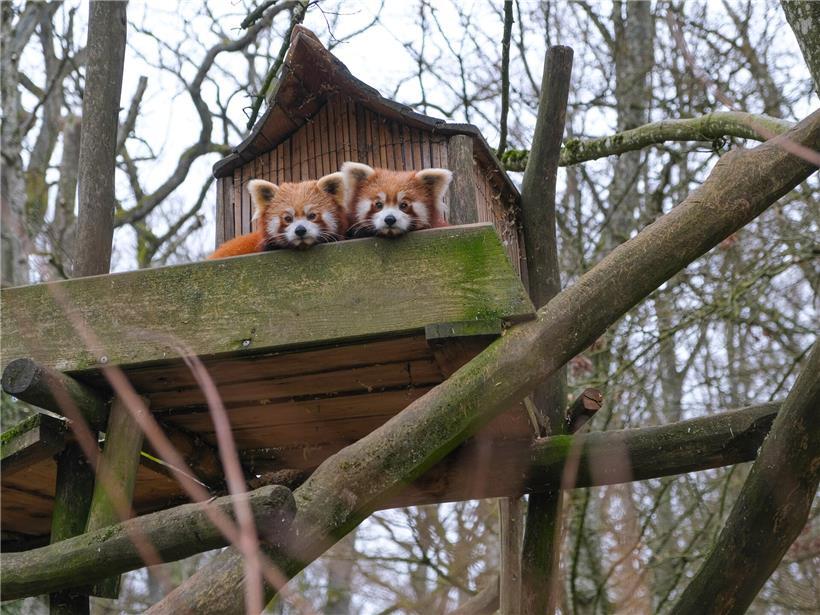 Person entspannt auf Sofa während langer Ruhephasen im Alltag zur Erholung und Stressreduzierung