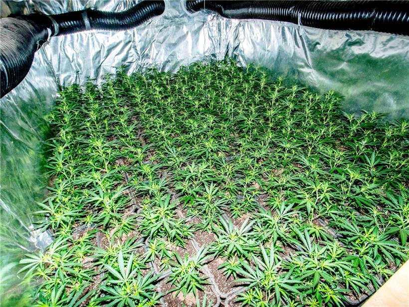 Viele grüne Cannabispflanzen in Innenraum, Legalisierung erlaubt nur vier Pflanzen pro Person