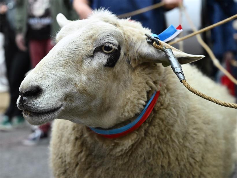 Sie sind die tierischen Stars der Schueberfouer-Eröffnung
