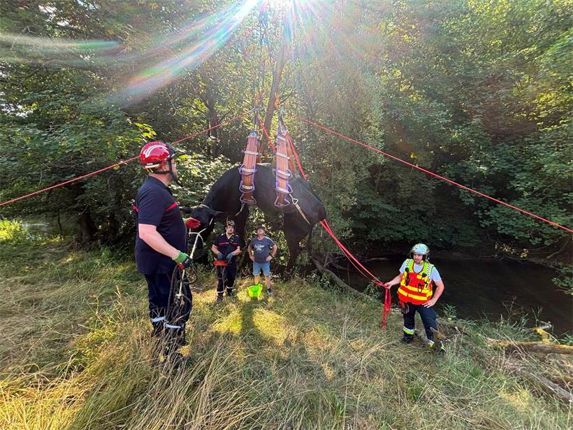 Spektakulär: Gekonnt hieven die Feuerwehrleute die Kuh aus dem Bachlauf