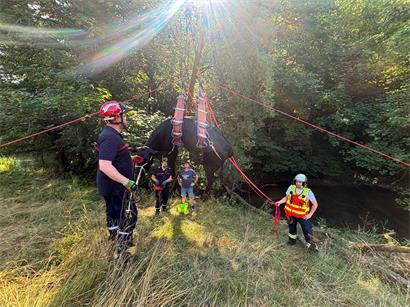Spektakulär: Gekonnt hieven die Feuerwehrleute die Kuh aus dem Bachlauf