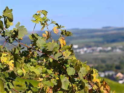 Tödlich für Pflanzen: Xylella verstopft die Leitungsbahnen, durch die der Pflanzensaft fließt