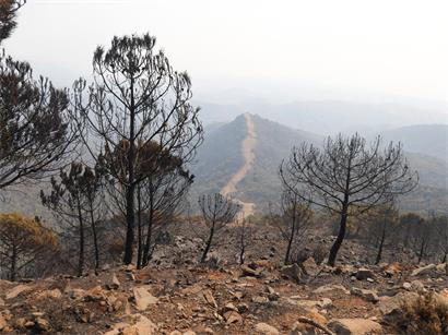 Verbrannte Landschaft in Sierra Bermeja bei Estepona nach Waldbrand, karge Bäume und rauchige Atmosphäre